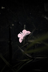 butterfly floating in a pond
