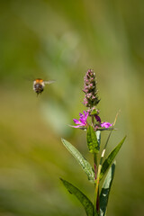 closeup bee with a flower