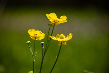 yellow flowers in a field