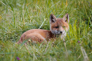 fox cub lying in the grass