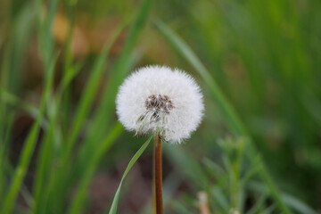 Fluffy dandelion