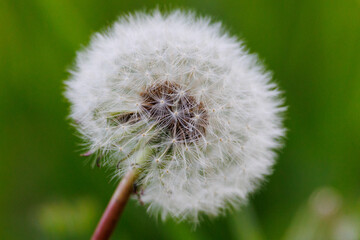 Closeup fluffy dandelion head