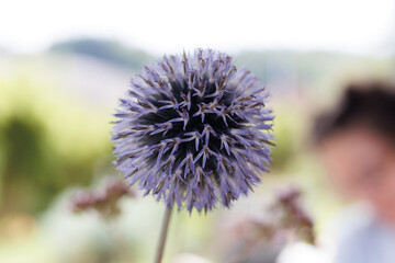flower of a thistle