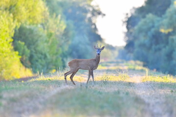 Curious deer looking at me in wildlife.
