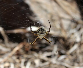 Argiope trifasciata, gestreifte Spinne, Spinne mit Streifen