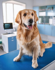 A cute Golden Retriever dog sitting on veterinary examination table before medical procedure