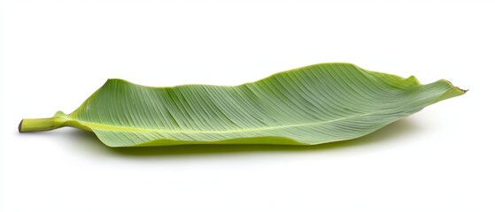 Green banana leaf. fresh whole banana leaf isolated on white background which is mostly used in south india for feast as plates and making snacks items ,isolated mainly for vishu and onam sadhya