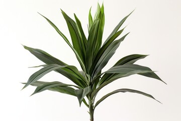 Fototapeta premium Green plant leaves on white background.