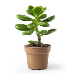 Obraz premium Green Succulent Plant in a Brown Pot.