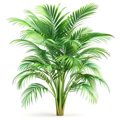 Obraz premium Lush Green Palm Tree Isolated on White.