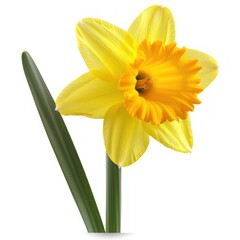 Fototapeta premium Close-up of a yellow daffodil flower.