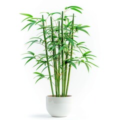 Obraz premium Lush Green Bamboo Plant in White Pot.