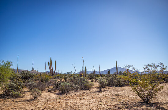 Cacti of Baja, including the crazy Boojum trees and the Cardons. 