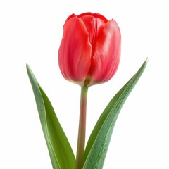 Naklejka premium Single Red Tulip Flower with Green Leaves Isolated on White Background.