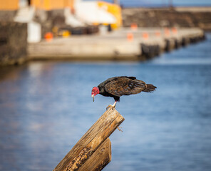 Vulture sitting on a post by the sea eating some fish parts