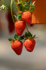 Red strawberry hanging closeup shots