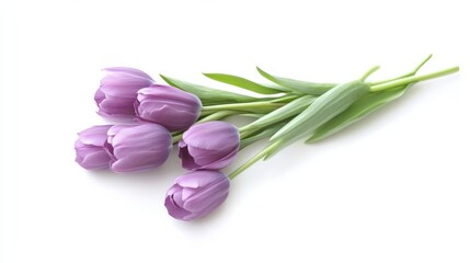 Fototapeta premium Purple tulips on a white background, still