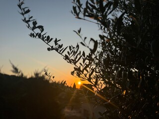 Olive tree close up at sunrise.
