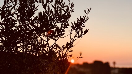 Olive tree close up at sunrise.