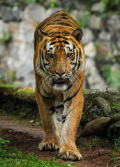 tiger in the zoo