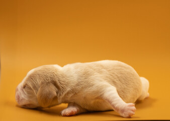 Newborn puppies, newborn beagle puppies, newborn puppies studio photoset, adorable newborn puppies