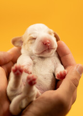 Newborn puppies, newborn beagle puppies, newborn puppies studio photoset, adorable newborn puppies