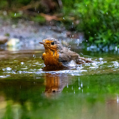 The robin  is a passerine bird in the Muscicapidae family. It ventures close to houses, especially in winter. Furthermore, it is a very numerous breeding bird of large gardens, parks and fores