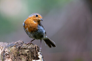 The robin  is a passerine bird in the Muscicapidae family. It ventures close to houses, especially...