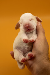 Newborn puppies, newborn beagle puppies, newborn puppies studio photoset, adorable newborn puppies