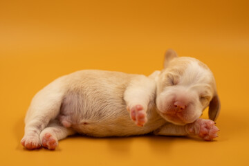 Naklejka premium Newborn puppies, newborn beagle puppies, newborn puppies studio photoset, adorable newborn puppies