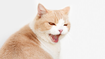 Scottish straight cat with orange eyes, pink nose tabby meows with open mouth and teeth on light gray background