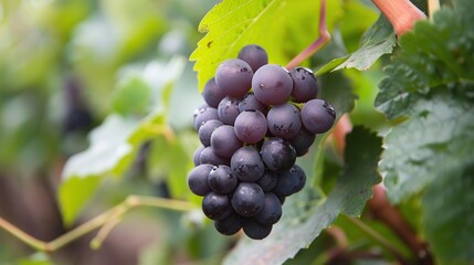 Naklejka premium It is a bunch of grapes that ripen well in midsummer