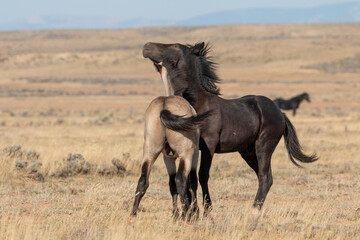 Pair of Young Wild Horses Sparring in the Wyoming Desert