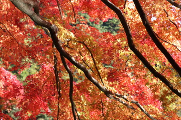 紅葉