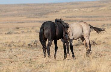 Pair of Young Wild Horses Sparring in the Wyoming Desert