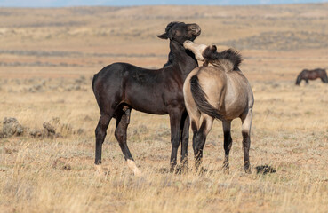 Pair of Young Wild Horses Sparring in the Wyoming Desert