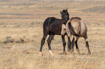 Pair of Young Wild Horses Sparring in the Wyoming Desert