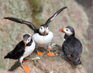 posing wings out vibrant colours cliff top rocks trio of puffins at bullers of buchan, peterhead