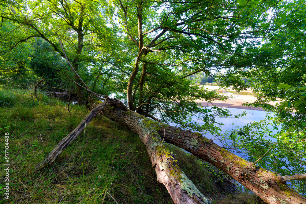 Sticker alluvial forest and loire river in the preserved natural site of bonny islands