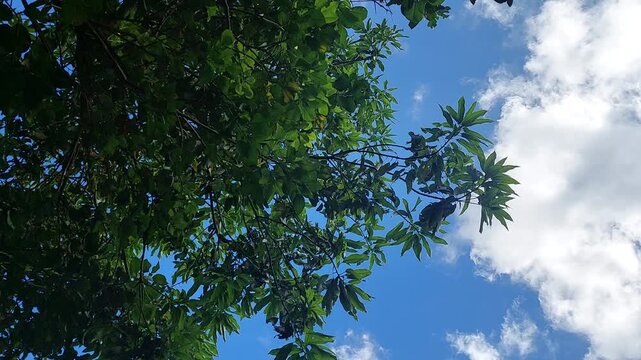 Natural Landscape of Indonesia. Green trees in forest. Day time photo