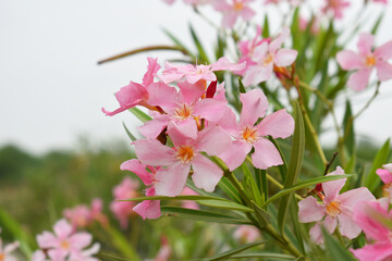 Nerium oleander in bloom, Pink siplicity bunch of flowers and green leaves on branches, Nerium...