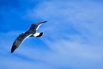 seagull in flight