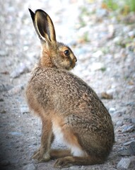 stunning colours rocks at beach sunny day Wheatear chilling at Aberdeen