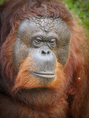 Close up Borneo orangutan 