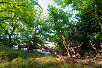 Alluvial forest and Loire river in the preserved natural site of Bonny islands