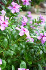 Close-up view of purple madagascar periwinkle, The scientific name is Catharanthus roseus, purple...