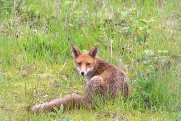 Stunning fox chilling in urban park beautiful animal at Aberdeen