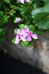 Close-up view of purple madagascar periwinkle, The scientific name is Catharanthus roseus, purple...
