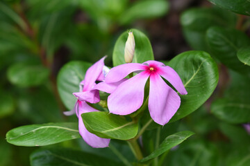 Close-up view of purple madagascar periwinkle, The scientific name is Catharanthus roseus, purple...