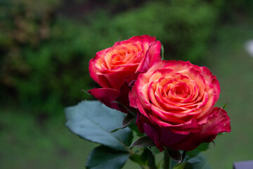 グラデーションカラーのバラ
